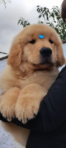 Filhotes Golden Retriever disponível