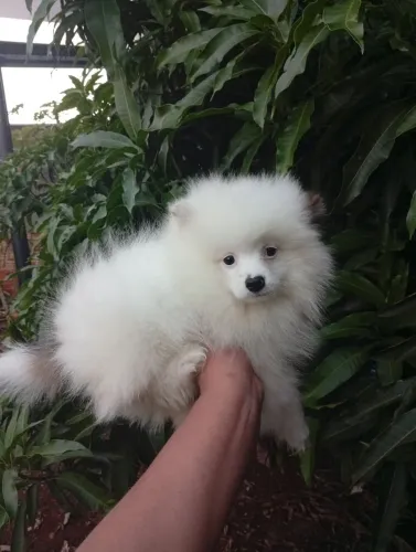 Linda filhote de lulu da pomerania fêmea