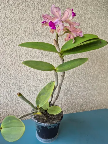 Orquídea Cattleya ametystoglossa áurea