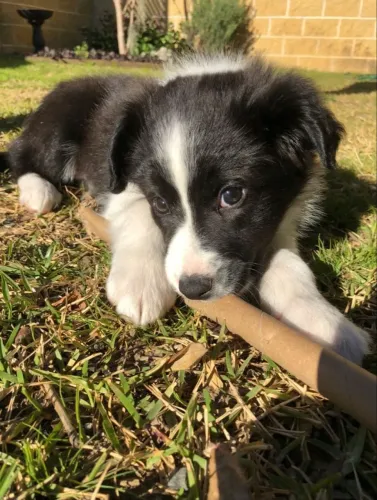 Filhote Border Collie femea Companheira pegue a sua 