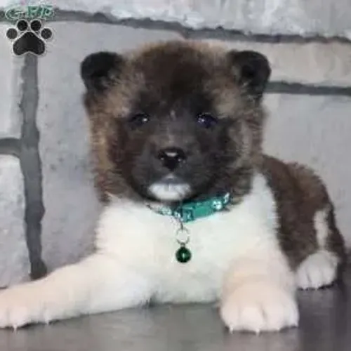 Akita - Adquira Hoje | Chamar no WhatsApp