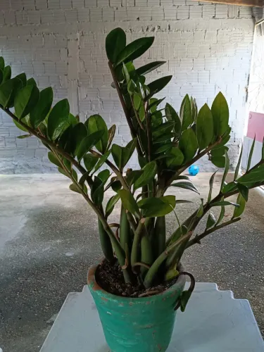 Planta zamioculca