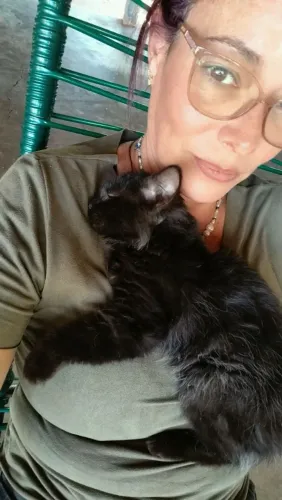 Gato angorá
