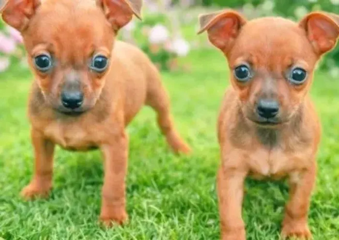 Miniatura de pinscher 