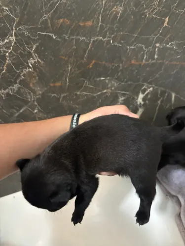 Pug de 3 semanas prontos para reserva 2 machinhos 1 fêmea, todos pretos