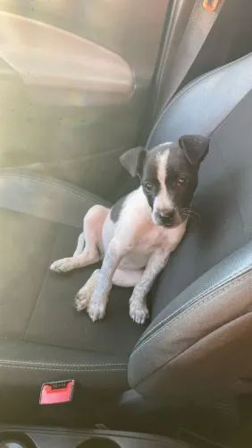 Cachorrinha para doação