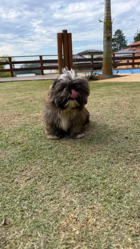 Cachorrinho lindo Shih tzu machinho