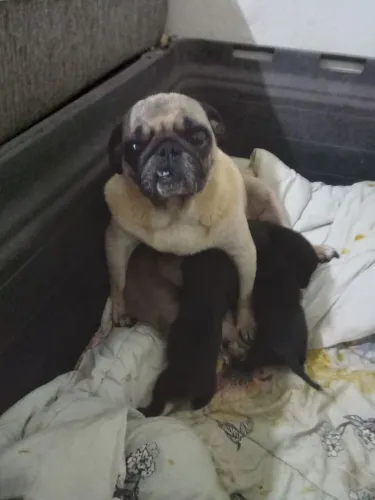 Vendo filhotes de pug ou troco
