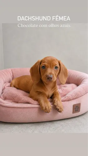 Dachshund fêmea Chocolate com olhos claros 
