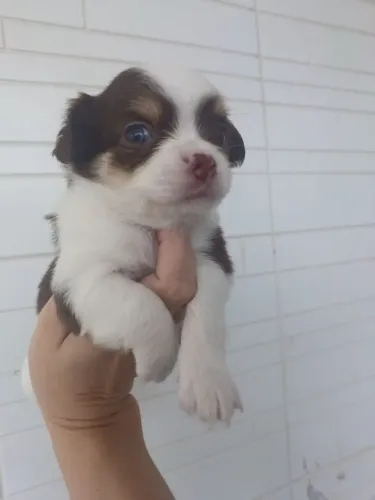 Chihuahua disponível para reserva