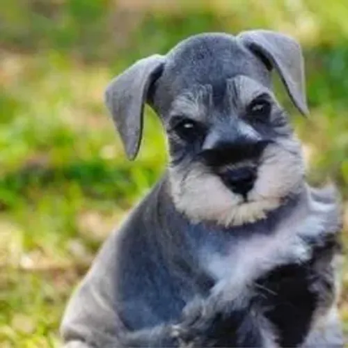 Schnauzer,Schnauzer Filhote Disponível Entrega Facilitada