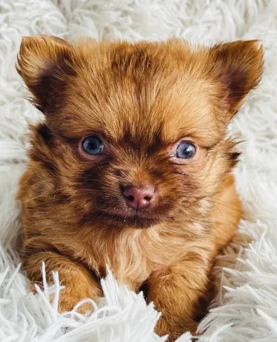 Chihuahua chocolate clarinho de olhos azuis