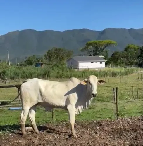 Novilha PO registrada pela abcz 