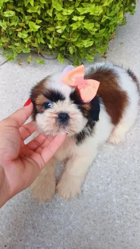 Shihtzu fêmea linhagem de procedência 