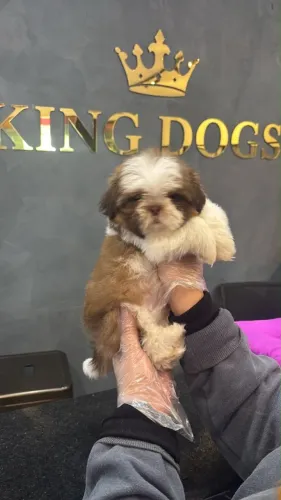 Filhotes de Shih Tzu | Amor em Cada Patinha