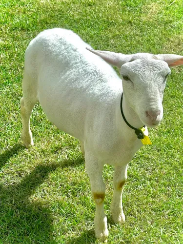 OVELHA FÊMEA WHITE DORPER PÔ EM GOIÂNIA