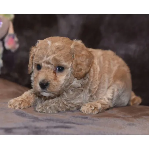 Poodle Toy Red: Pelagem fofinha feita para receber carinho todo dia.