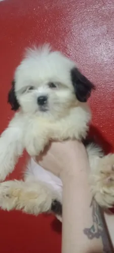 Pet animais de estimação 