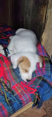 Doa-se filhote de cachorro