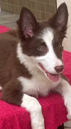 Border collie marrom e branco fêmea
