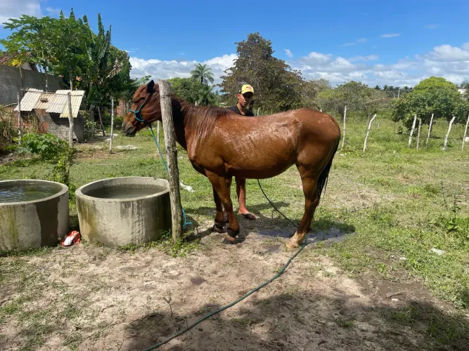 Égua de direita pra vender ligeiro, trocar em algo do meu interesse