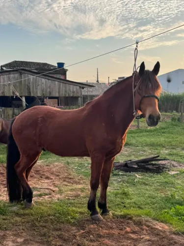 Vendo Cavalo Crioulo manso