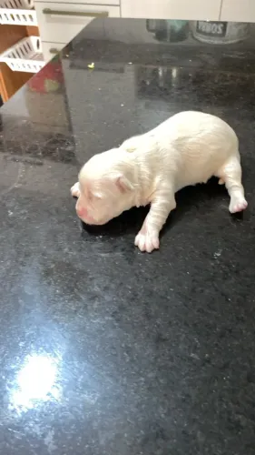 Lindas cachorrinhas poodle pra vende valor 850 cada