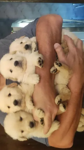 Filhotes de golden retriver fêmea 