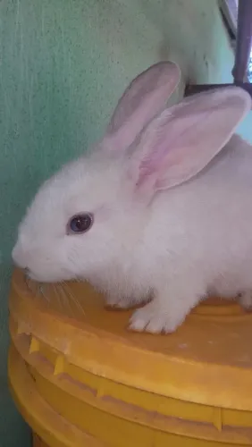 Vende-se lindos filhotes de coelhos raça comum 