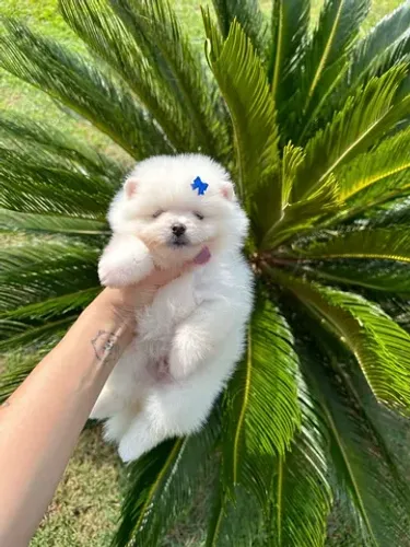 Lulu da pomerania 