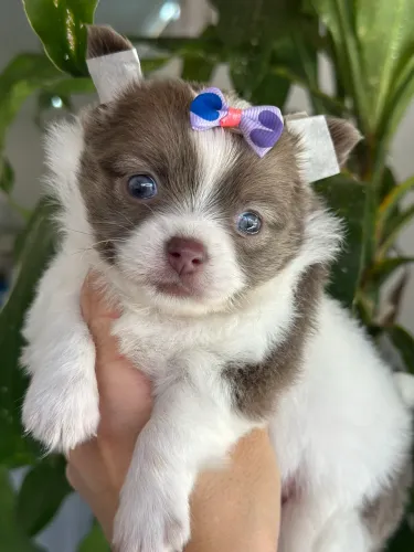 Chihuahua Fêmea Micro- Cores lindíssimas e Personalidade Impecável!