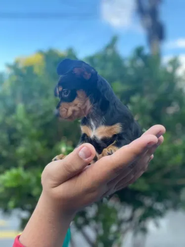 Chihuahua pelagem curta filhote com 49 dias vacinado e com pedigree