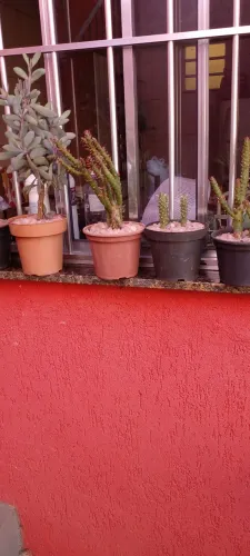 Cactos e Suculentas