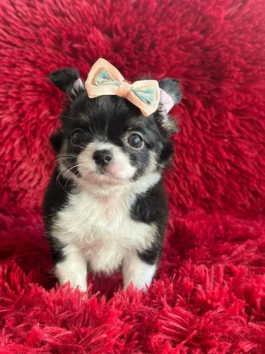 Chihuahua- exclusividade e muito carinho!