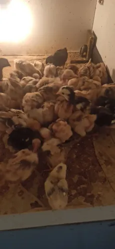 PINTINHOS GSB (GALINHA SERTANEJA BALÃO) 