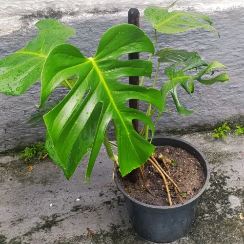 Costela de Adão Adulta totalmente enraizada + Vaso