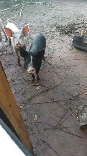 Vende-se porco 1 macho não castrado e uma fêmea