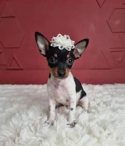 Pinscher Fêmea Uma Fofura