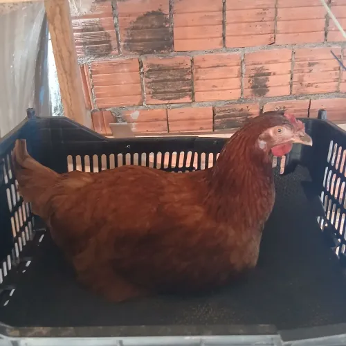 Vende-se galinha de postura ISA BROWN 