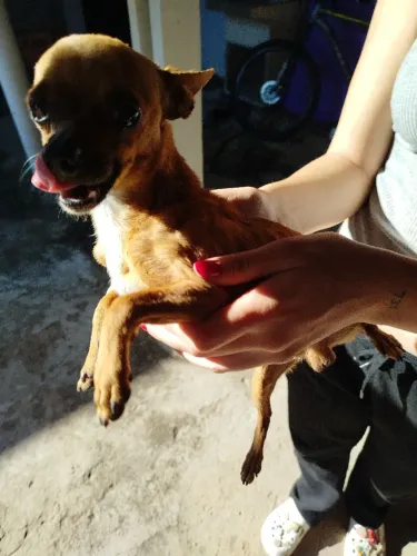 Pinscher 1