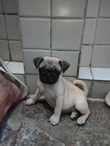 Uma bolinha de amor pra sua família.