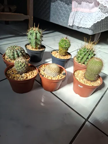 Cactos 30,00 cada