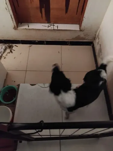 Doação de uma cachorrinha