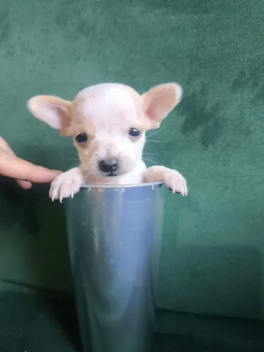 Pinther zero machinho 