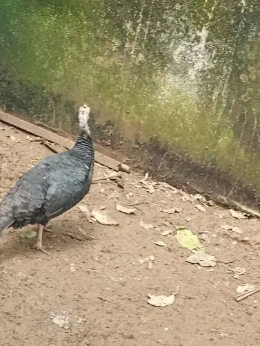 Vendo fêmea de peru botando nova valor,100 reais 