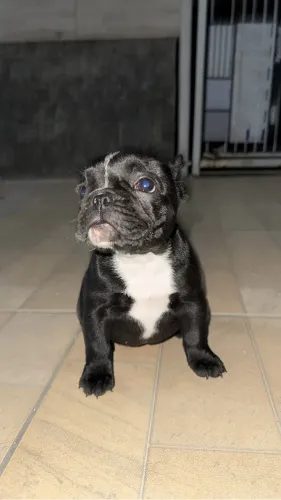 Filhote de buldogue fêmea