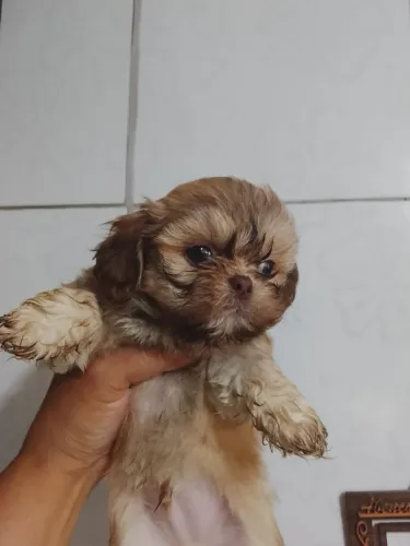 Lindo filhote de Shitzu