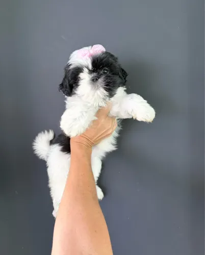 Shih Tzu Mini Filhotinha bem peludinha ac cartão