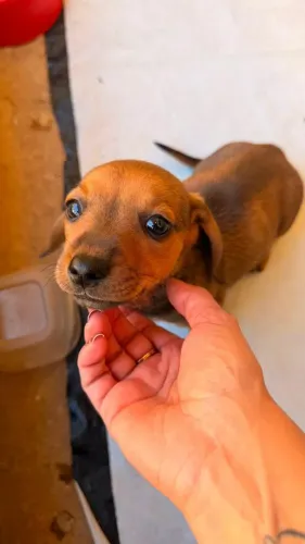 Filhotes de Basset dachshund
