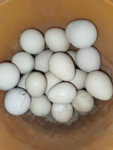 Ovos de Angola em santo Antônio do Leverger MT
